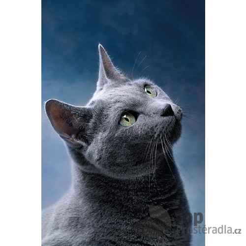 Fleecová deka 100x150 - Dark cat